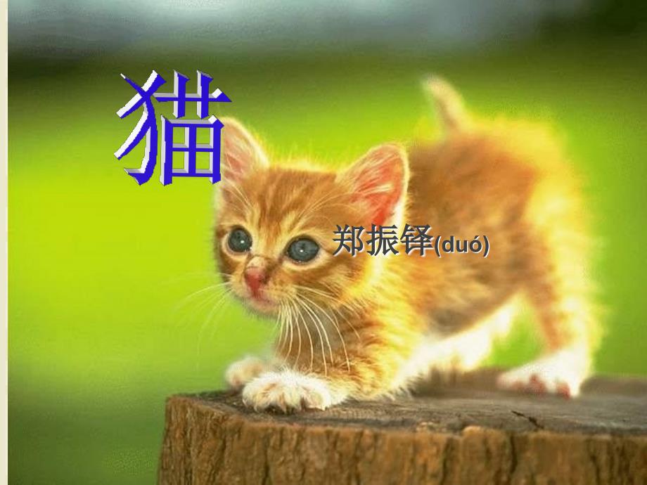 猫公开课课件_第1页