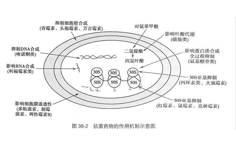 《感染传染医学》PPT课件_第5页