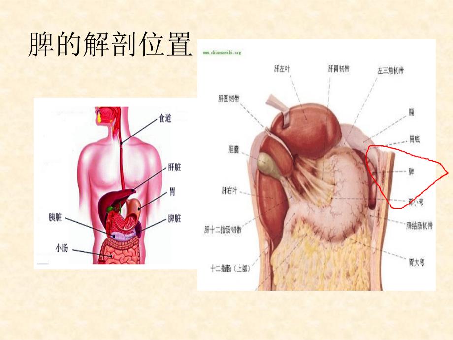 脾破裂护理查房自制.ppt_第4页