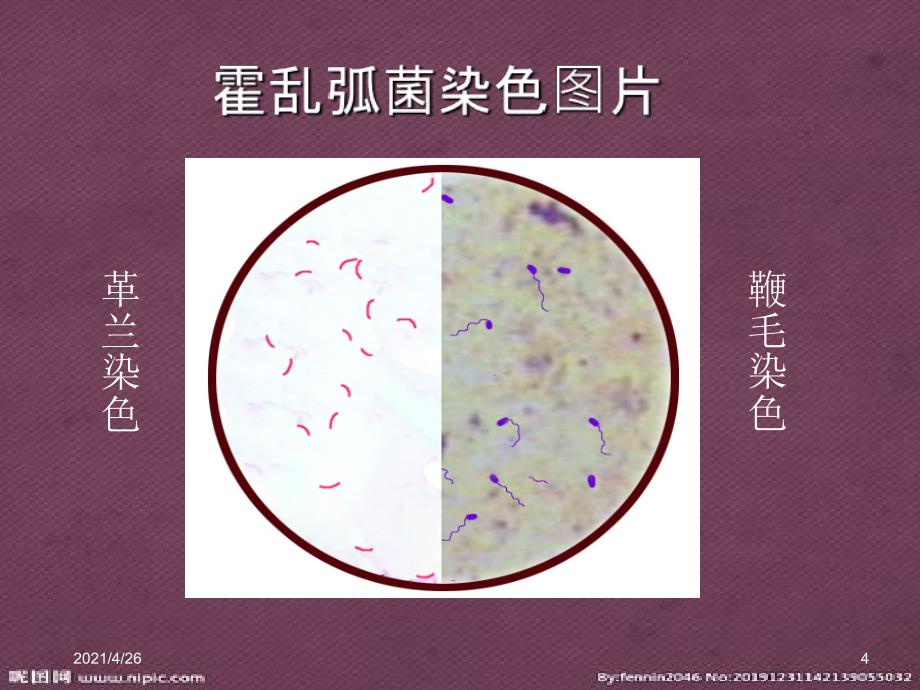 霍乱弧菌检测精品课件_第4页