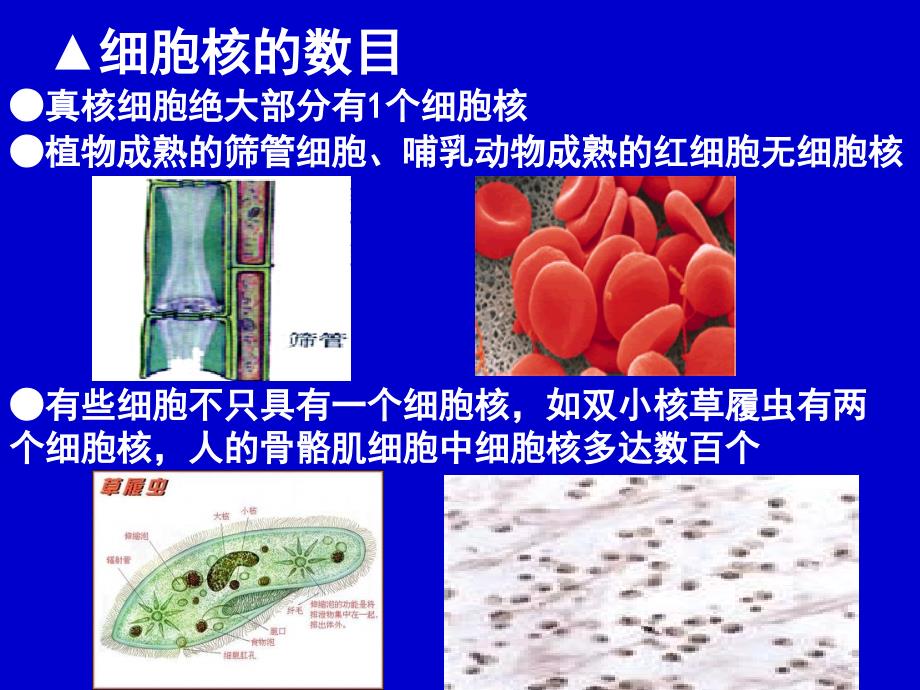 笔记： 第三细胞核_第1页