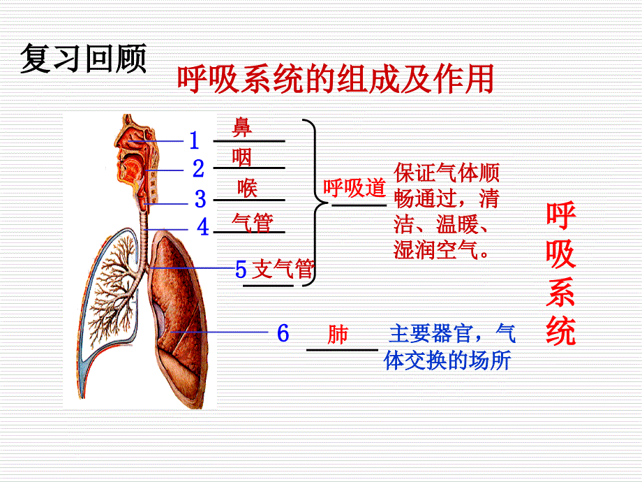 新人教版七年级生物下册：32《发生在肺内的气体交换》课件（共37张PPT）_第1页