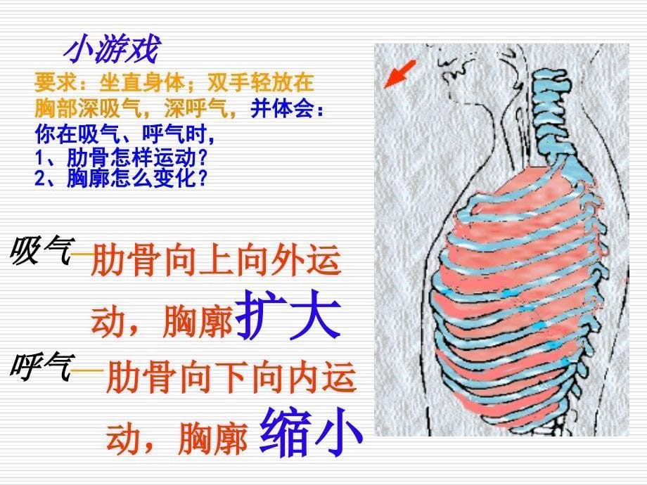 新人教版七年级生物下册：32《发生在肺内的气体交换》课件（共37张PPT）_第5页