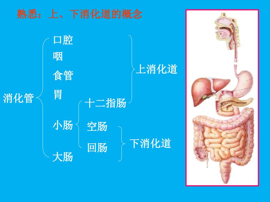 解剖学第4讲：消化系统、呼吸系统_第4页