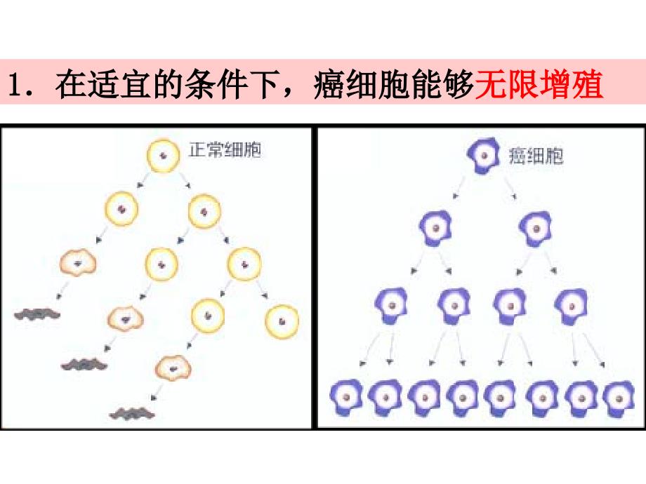 细胞的癌变生物必修一课件.ppt_第4页