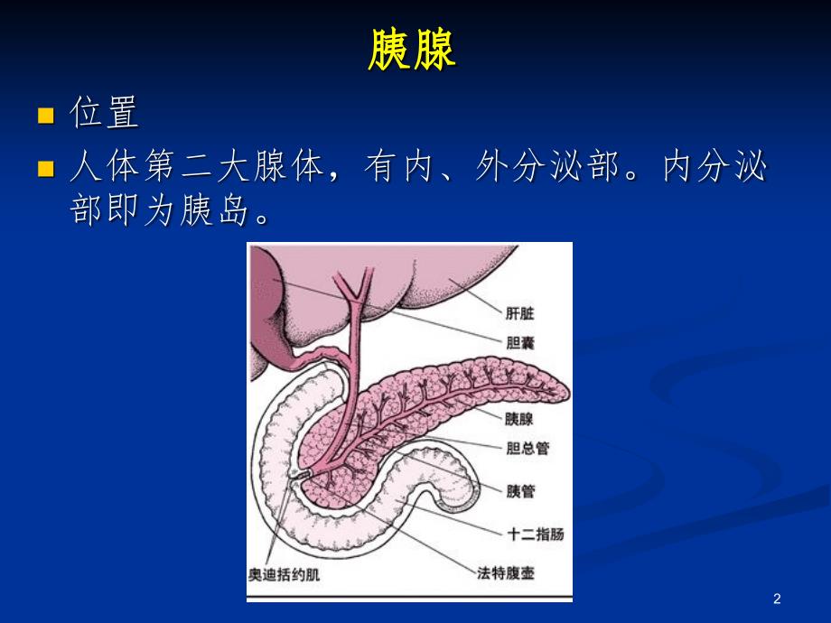 最新最全胰岛素的种类及用法课堂PPT_第2页