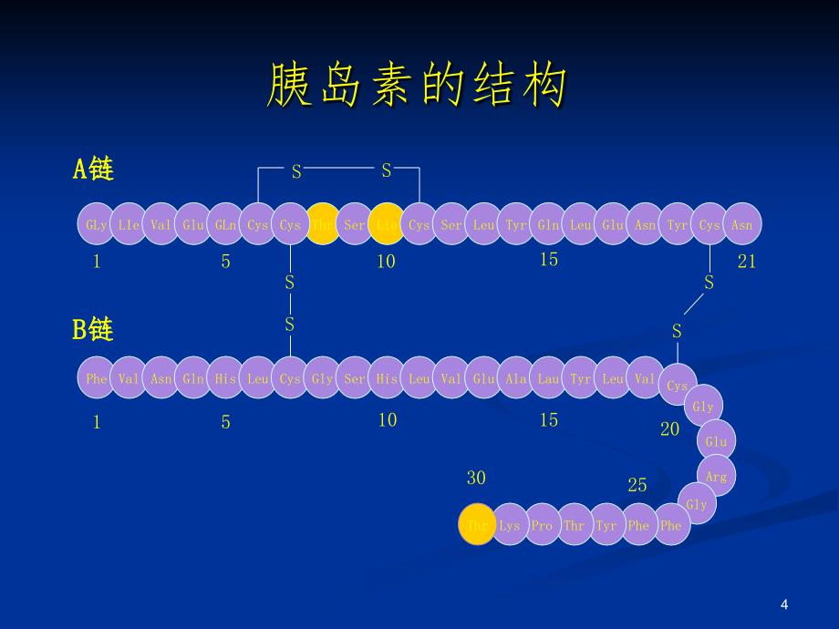 最新最全胰岛素的种类及用法课堂PPT_第4页