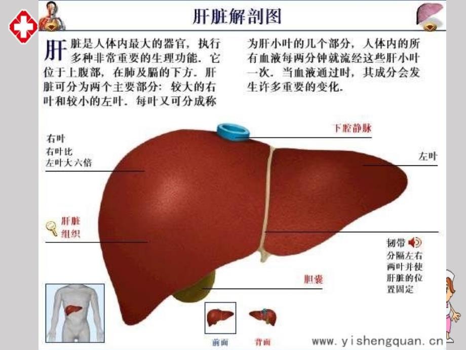 正常肝脏及肝脏疾病超声诊断精编ppt_第3页