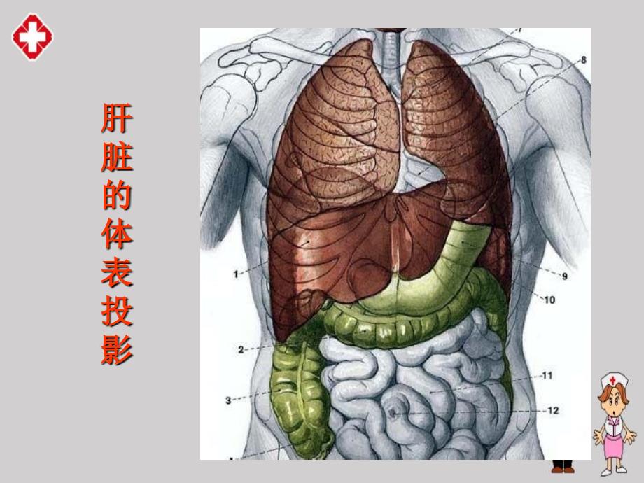 正常肝脏及肝脏疾病超声诊断精编ppt_第4页