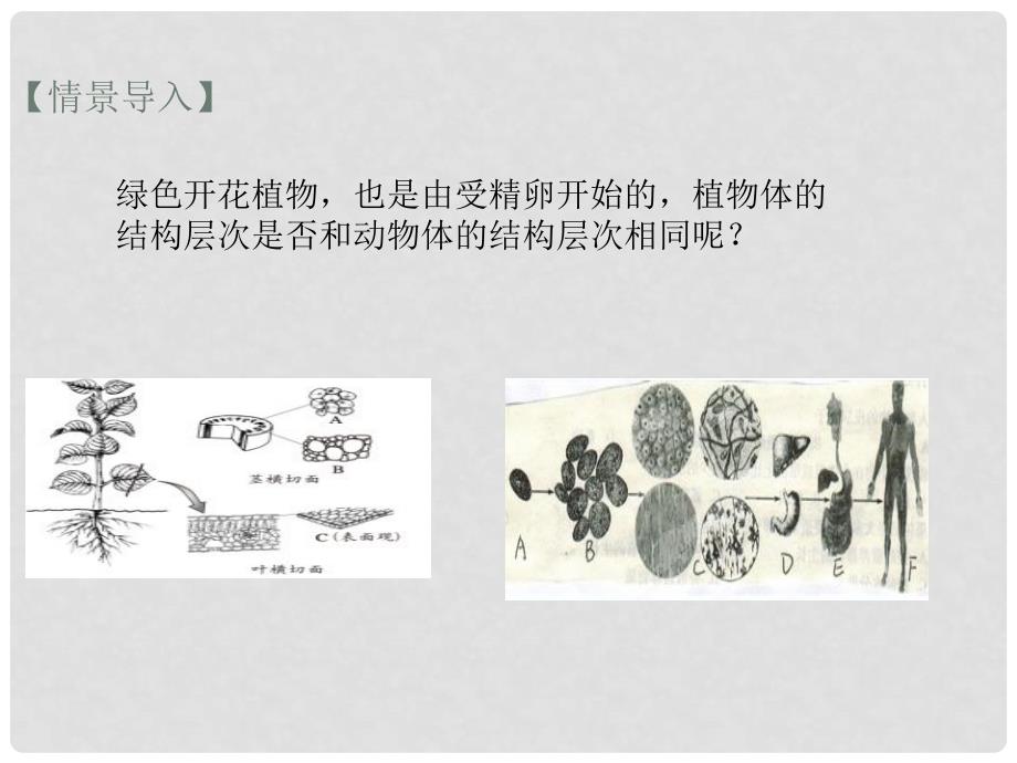 七年级生物上册 2.2.3植物体的结构层次课件 （新版）新人教版_第2页