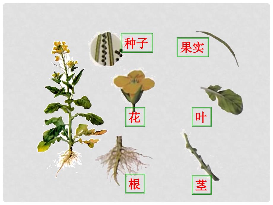 七年级生物上册 2.2.3植物体的结构层次课件 （新版）新人教版_第4页