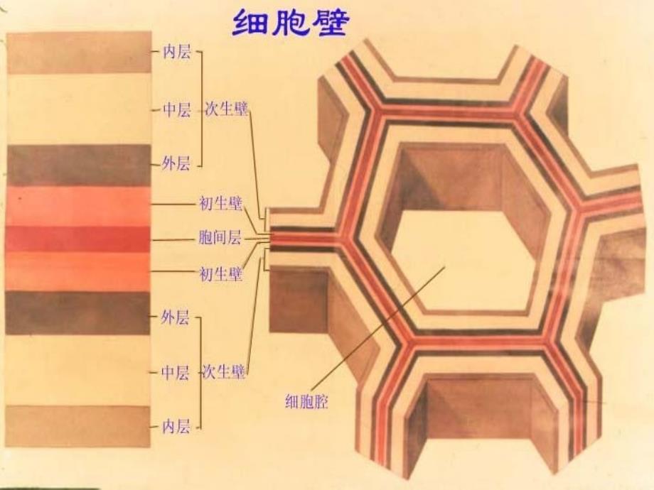 奥赛冲刺第3轮考点串讲植物学营养_第3页