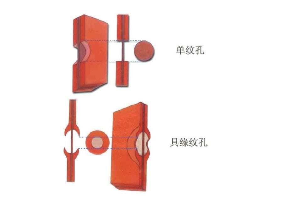 奥赛冲刺第3轮考点串讲植物学营养_第5页