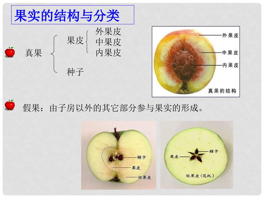 三年级科学下册 果实和种子 2课件 苏教版_第2页