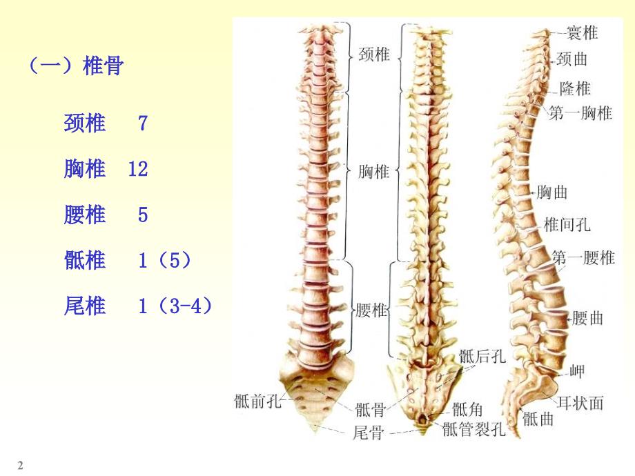 骨学各论PPT课件_第2页