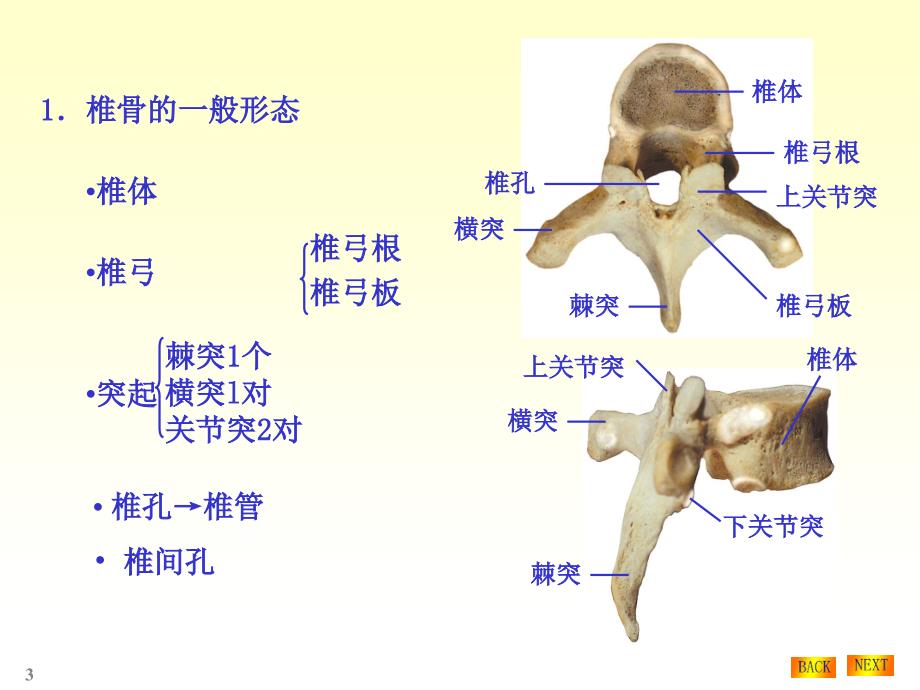 骨学各论PPT课件_第3页