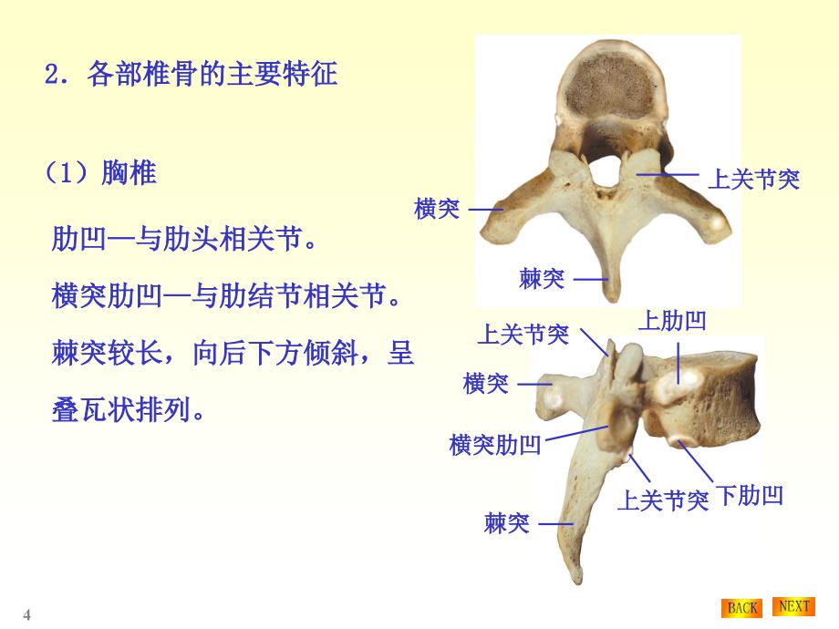 骨学各论PPT课件_第4页