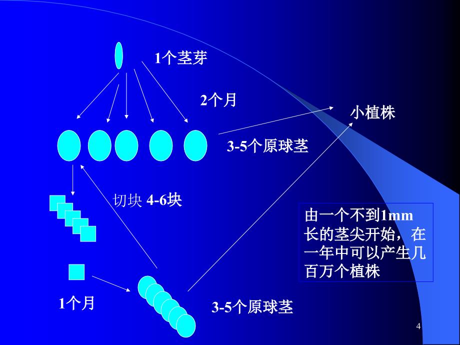 62植物快繁PPT优秀课件_第4页