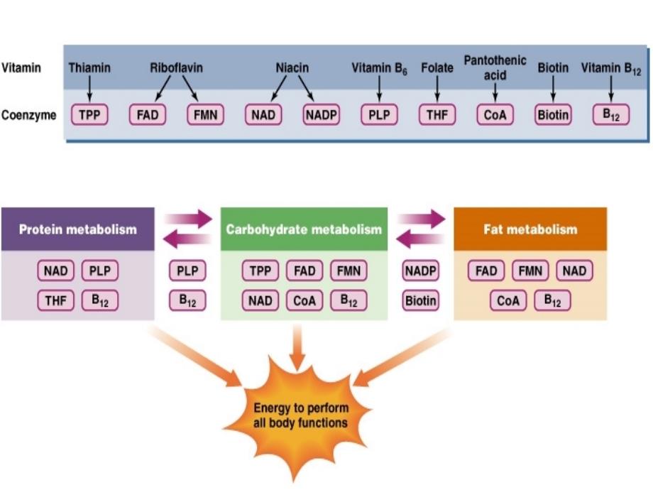 第5章维生素与辅酶_第4页