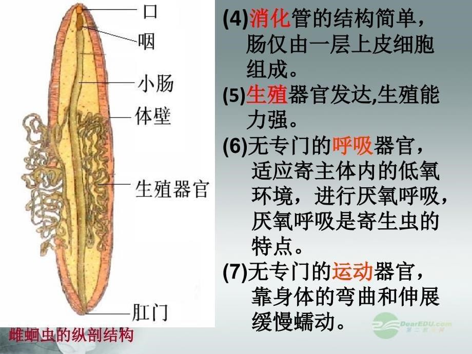 第二节《线性动物与环节动物》24_第5页