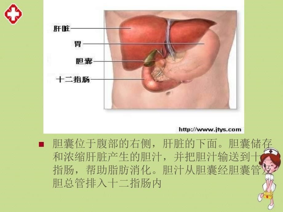 胆囊结石诊疗现状精品ppt_第5页