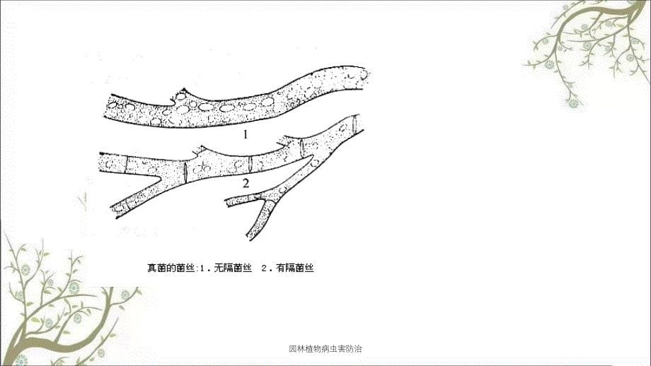 园林植物病虫害防治_第5页