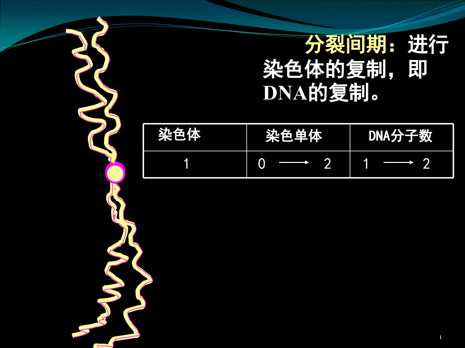 染色体与DNA姐妹染色单体的数量关系课堂PPT_第1页