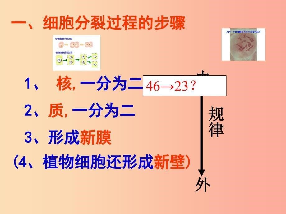 吉林省长春市七年级生物上册 第二单元 第二章 第一节 细胞通过分裂产生新细胞课件 新人教版.ppt_第5页