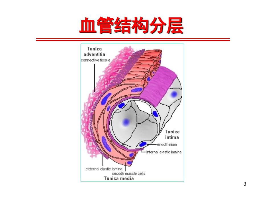 系统性血管炎诊治进展PPT精选文档_第3页