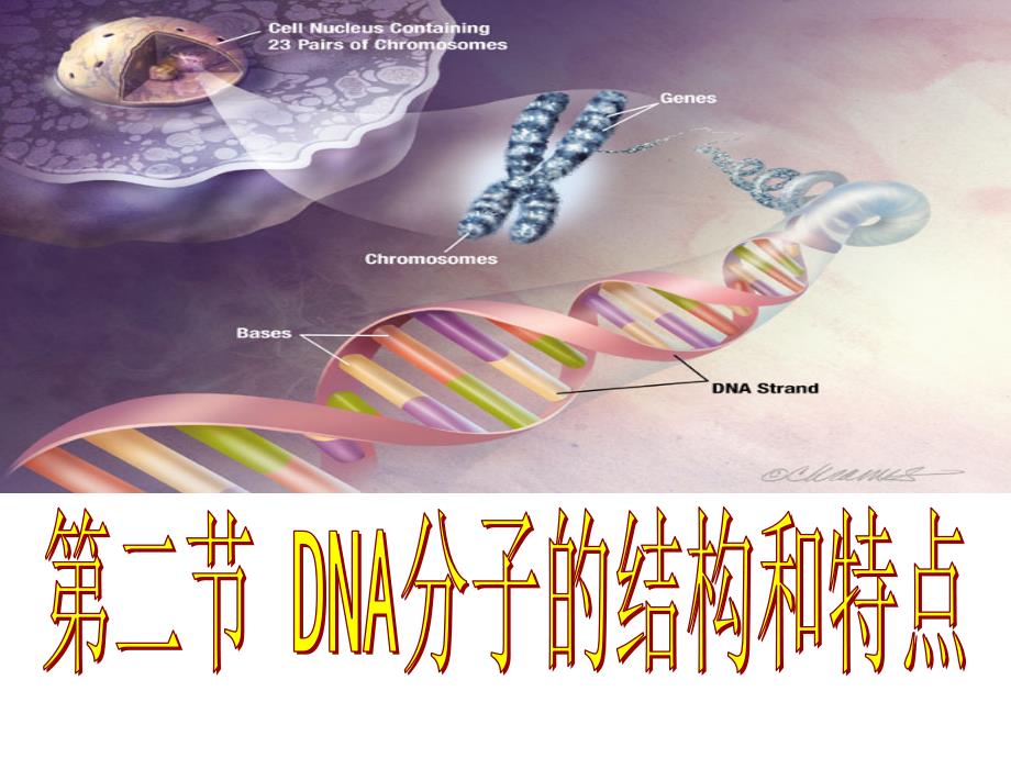 第二节DNA分子的结构和特点1_第1页