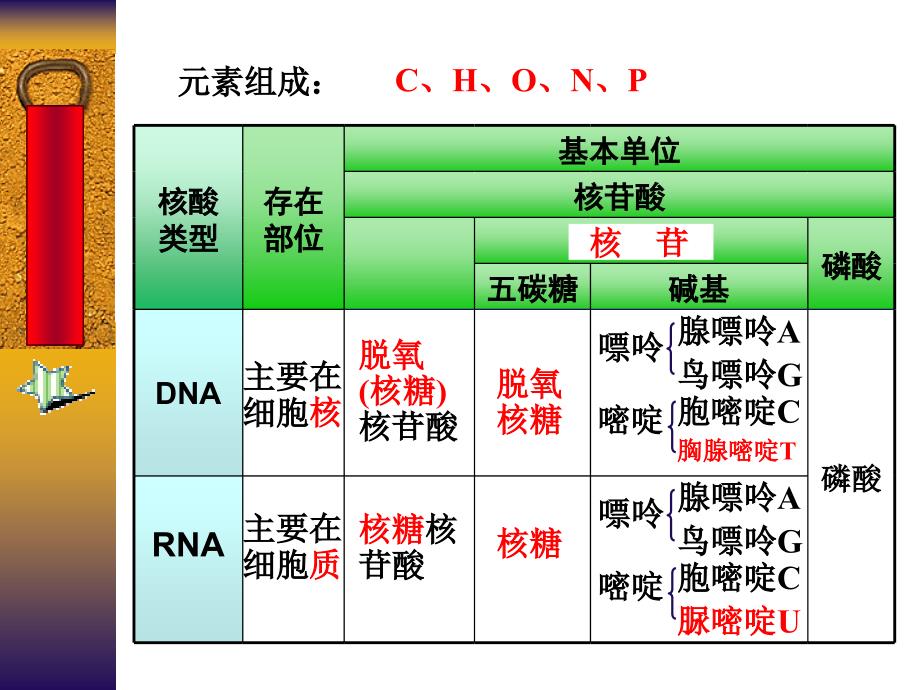 第二节DNA分子的结构和特点1_第2页