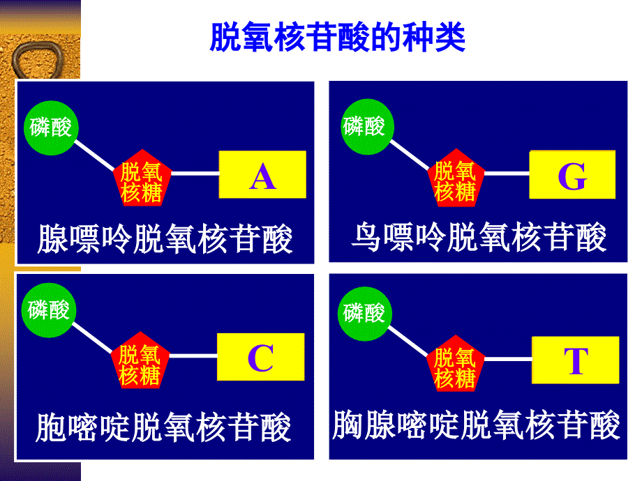 第二节DNA分子的结构和特点1_第3页