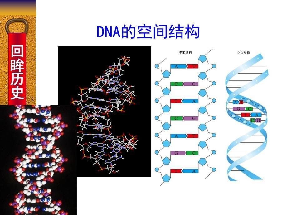 第二节DNA分子的结构和特点1_第5页