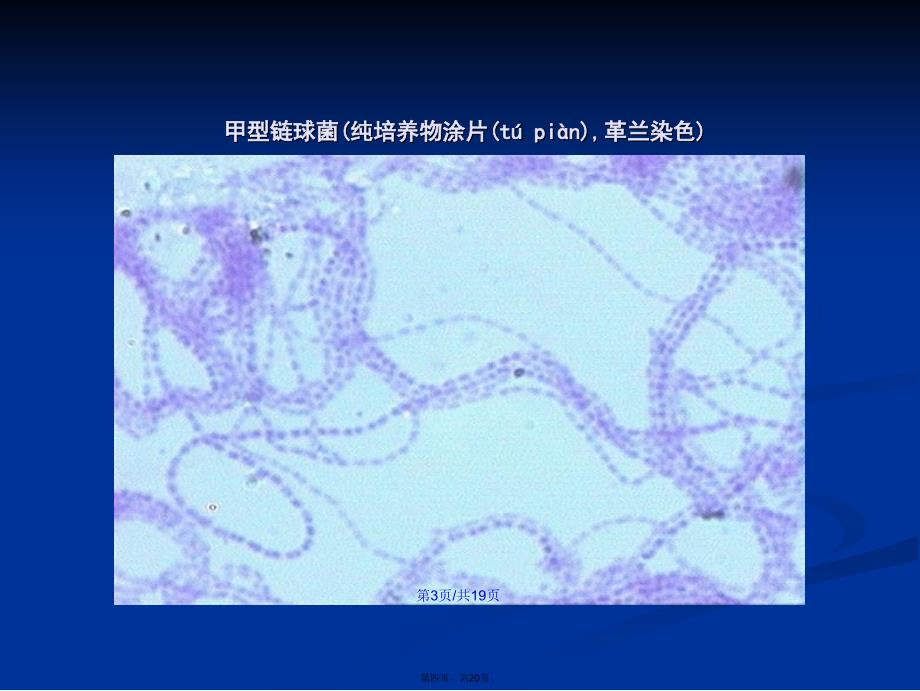 南华大学医学微生物学切片考试总复习学习教案_第4页