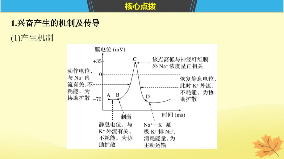 （通用）高考生物二轮复习 专题七 人体的稳态及调节机制 考点22 兴奋的产生、传导和传递课件_第4页