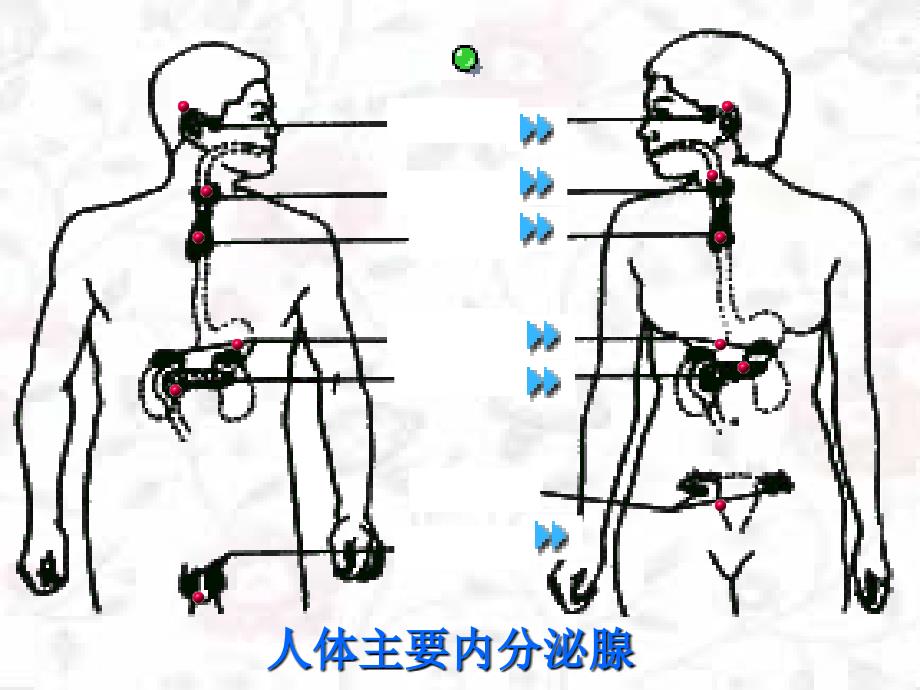 人体的激素调节_第4页