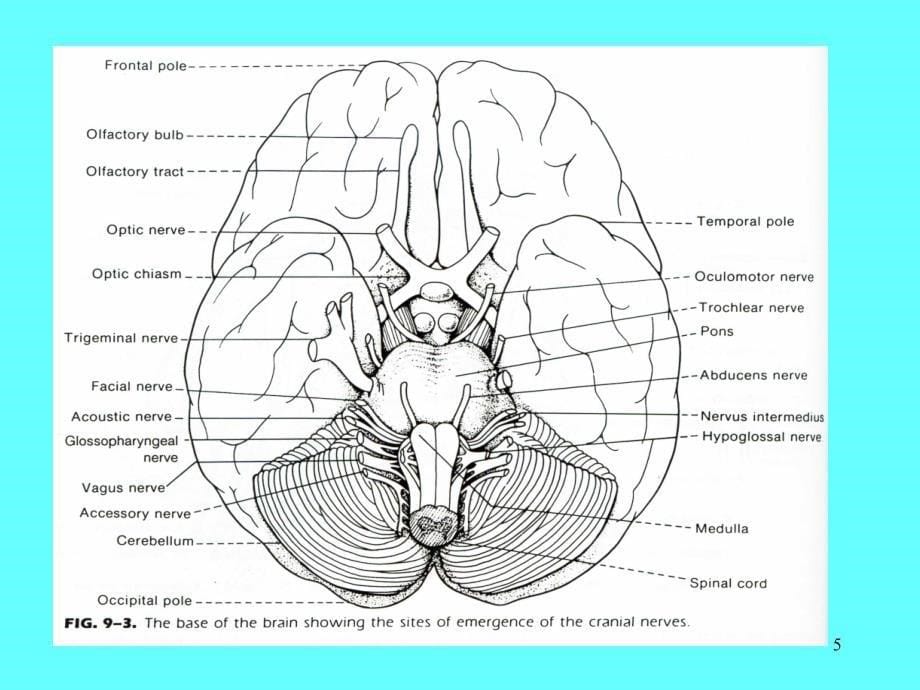 颅神经解剖及功能定位PPT精品文档_第5页