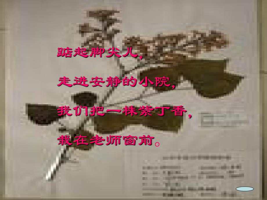 《一株紫丁香》课件2_第4页