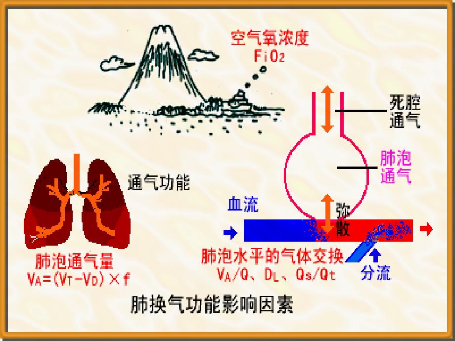 第四节血气分析和酸碱测定_第3页