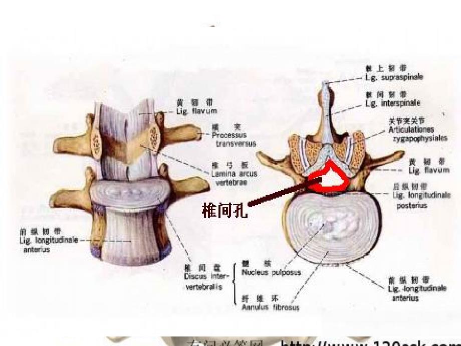 颈椎病小金燕呀课件_第4页