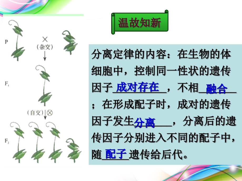 孟德尔豌豆杂交实验二公开课_第3页