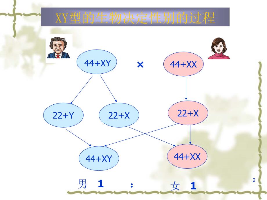 人教必修二第2章基因和染色体的关系第3节伴性遗传_第2页