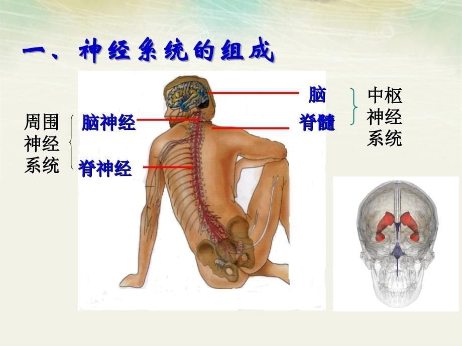 21通过神经系统的调节_第5页