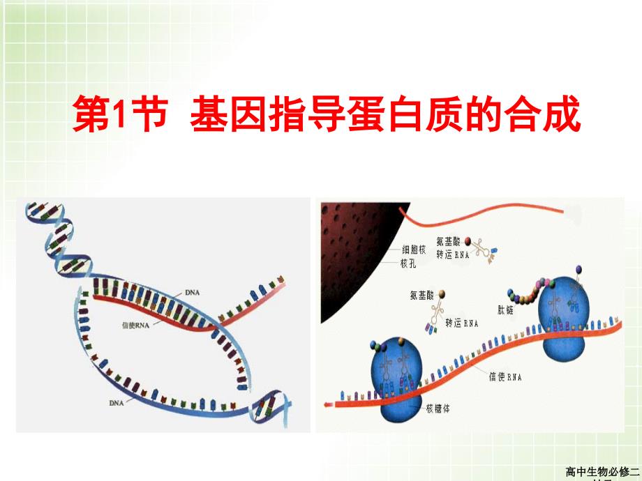 高中生物必修二转录课件_第3页