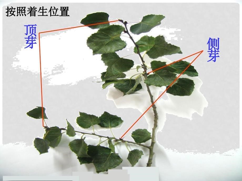 山东省高密市银鹰文昌中学八年级生物上册《第一章 绿色植物的一生》芽的类型和结构课件2 济南版_第5页