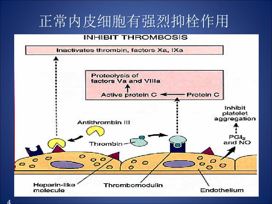 冠心病患者抗血小板治疗从基础到临床_第4页