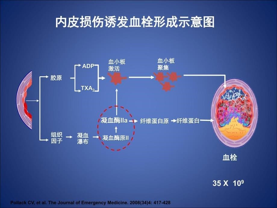 冠心病患者抗血小板治疗从基础到临床_第5页