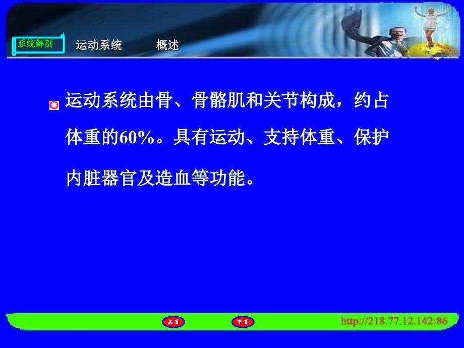 人体解剖运动系统总论_第3页