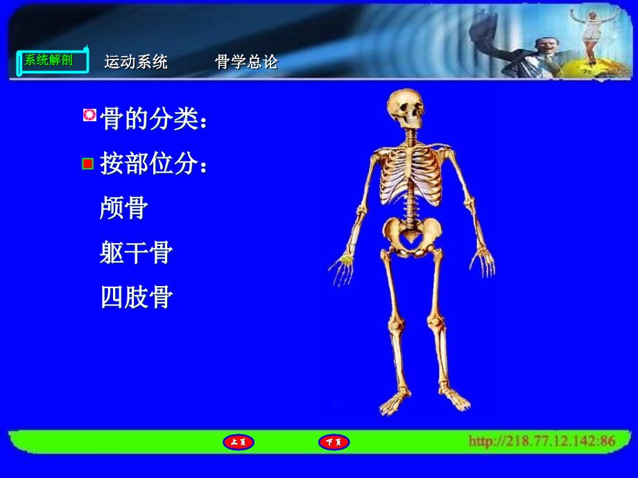 人体解剖运动系统总论_第4页