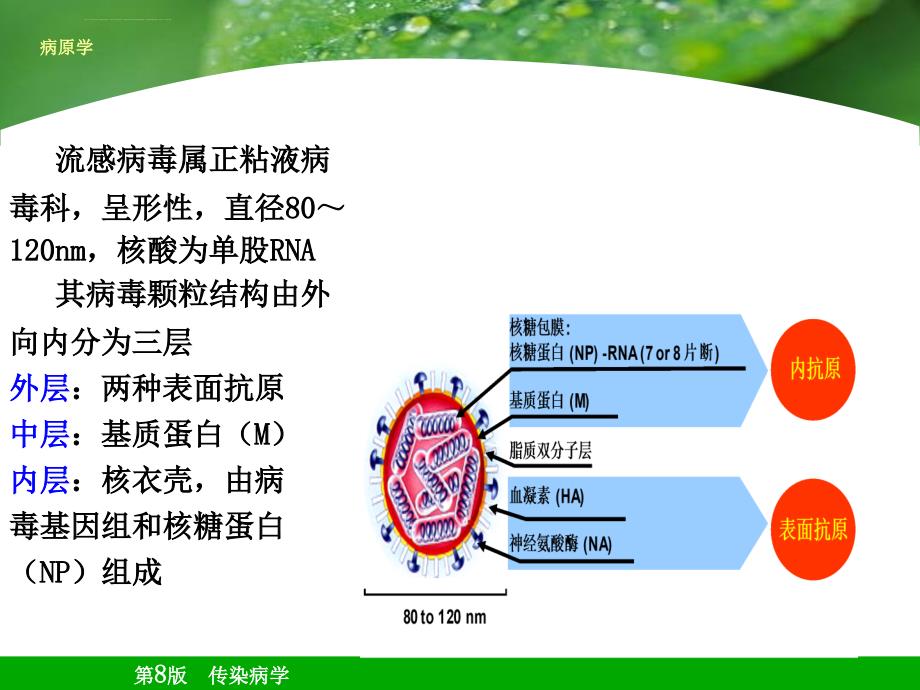 流行性感冒ppt课件_第4页